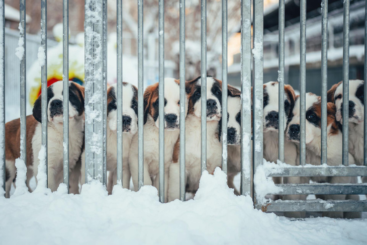bmw m3 touring review: hoe goed is ie in de sneeuw? en met honden?