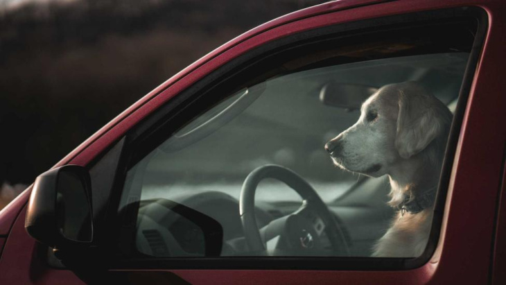 dronken bestuurder wisselt snel van plek met hond geeft huisdier de schuld van rijgedrag