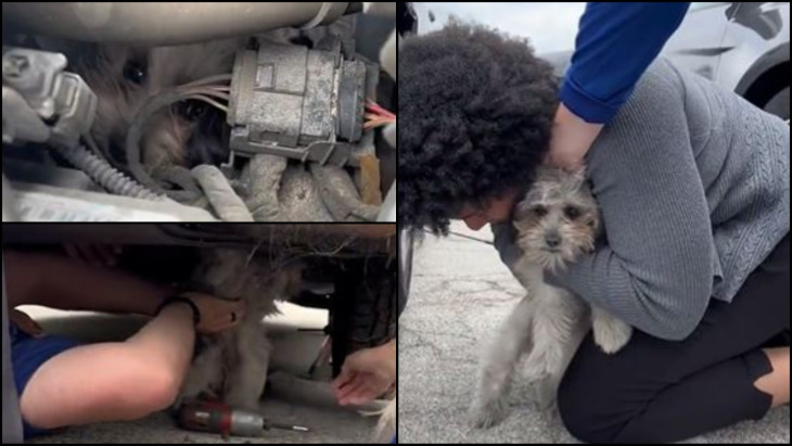 bonbon werd gered, kleine hond vast in motor van auto voor 50 km
