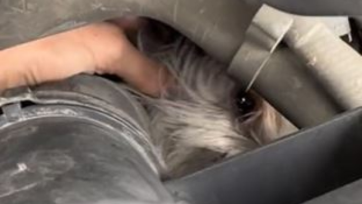 bonbon werd gered, kleine hond vast in motor van auto voor 50 km