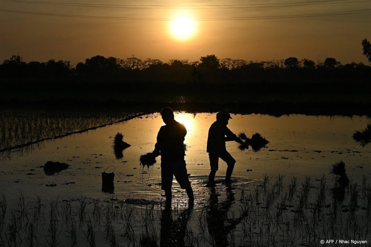 rijstprijs stijgt in azië naar hoogste niveau in twee jaar