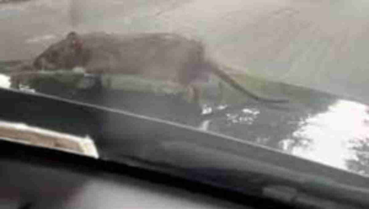 in een grappige video maakt een muis een lift op de motorkap van een auto en verrast de bestuurder