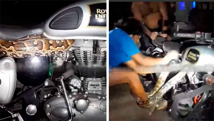 video toont enorme python-slang die schuilt in een royal enfield-motorfiets
