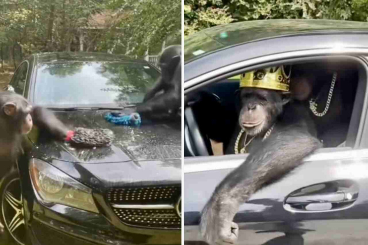 het grappige filmpje: apen wassen een mercedes-benz en rijden weg